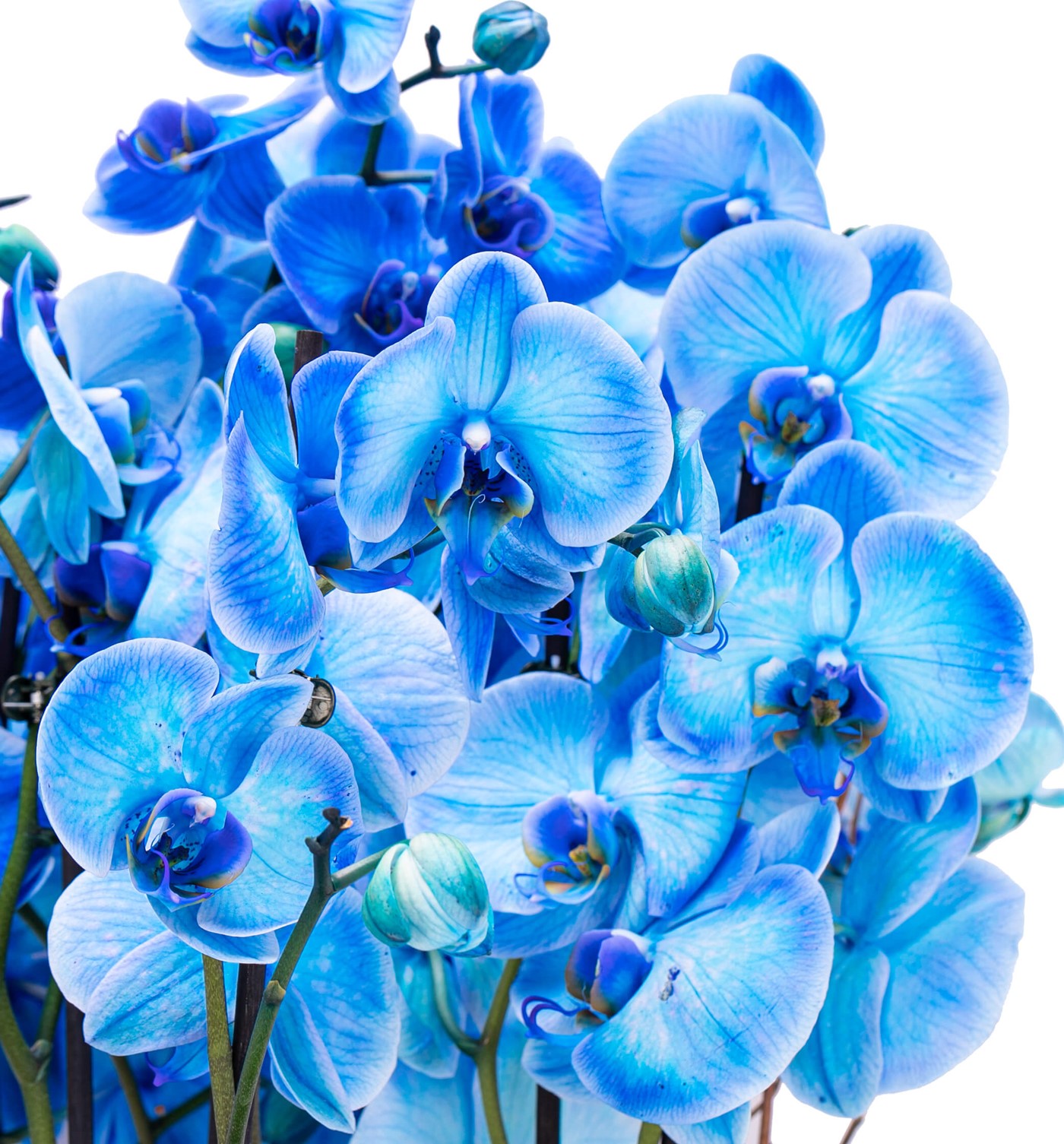Athena Serisi Magnificent Mavi Orkide Tasarım - 3