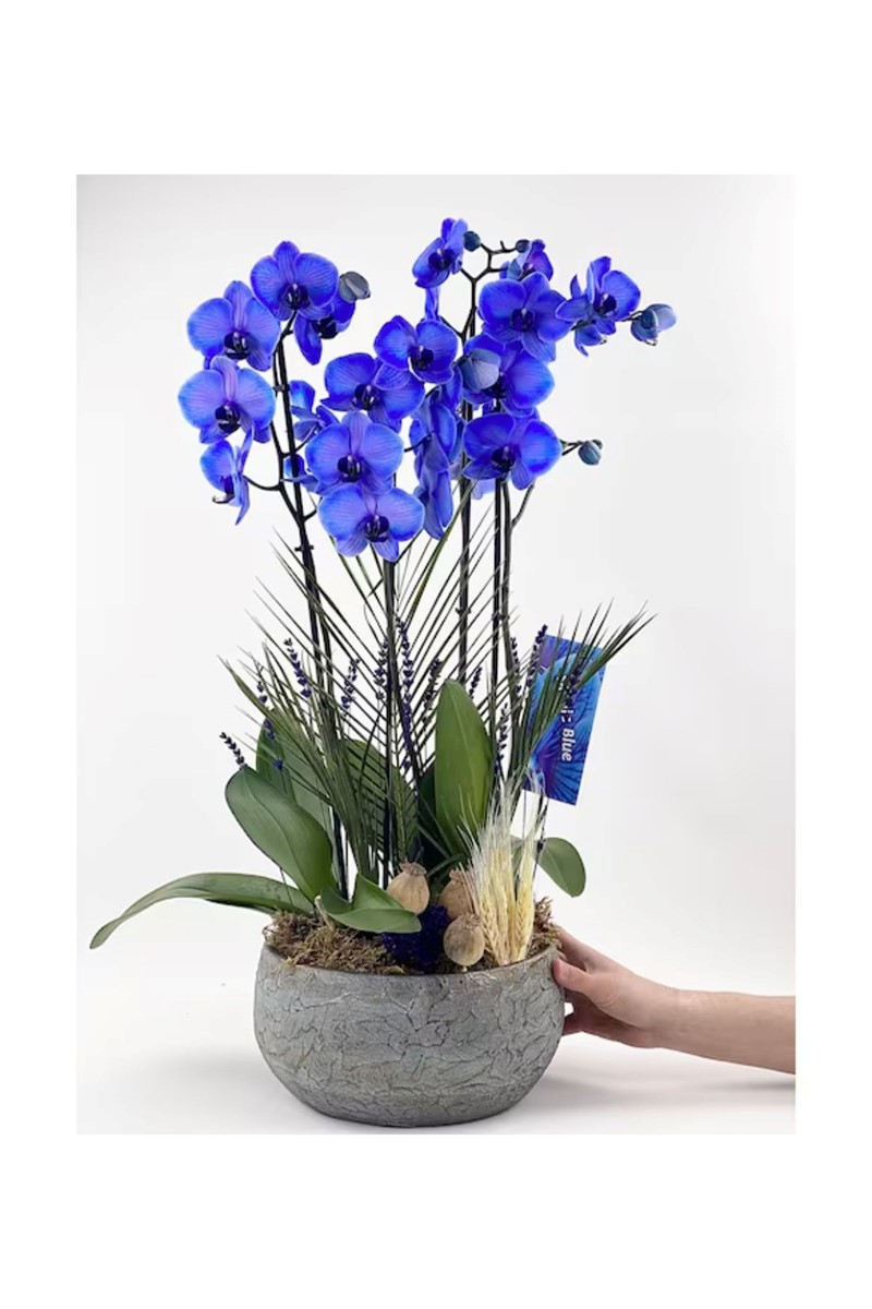 Dekoratif Saksıda 4 Dal  Mavi Orkide - 2