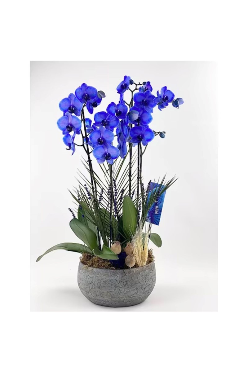 Dekoratif Saksıda 4 Dal  Mavi Orkide - 1