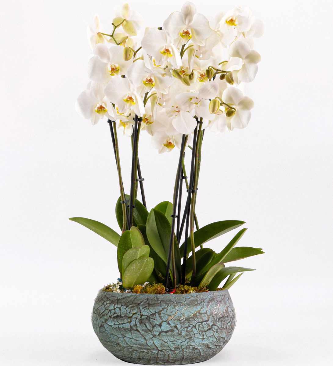 Magnificent Serisi 6 Dal Beyaz Orkide Tasarım - 1