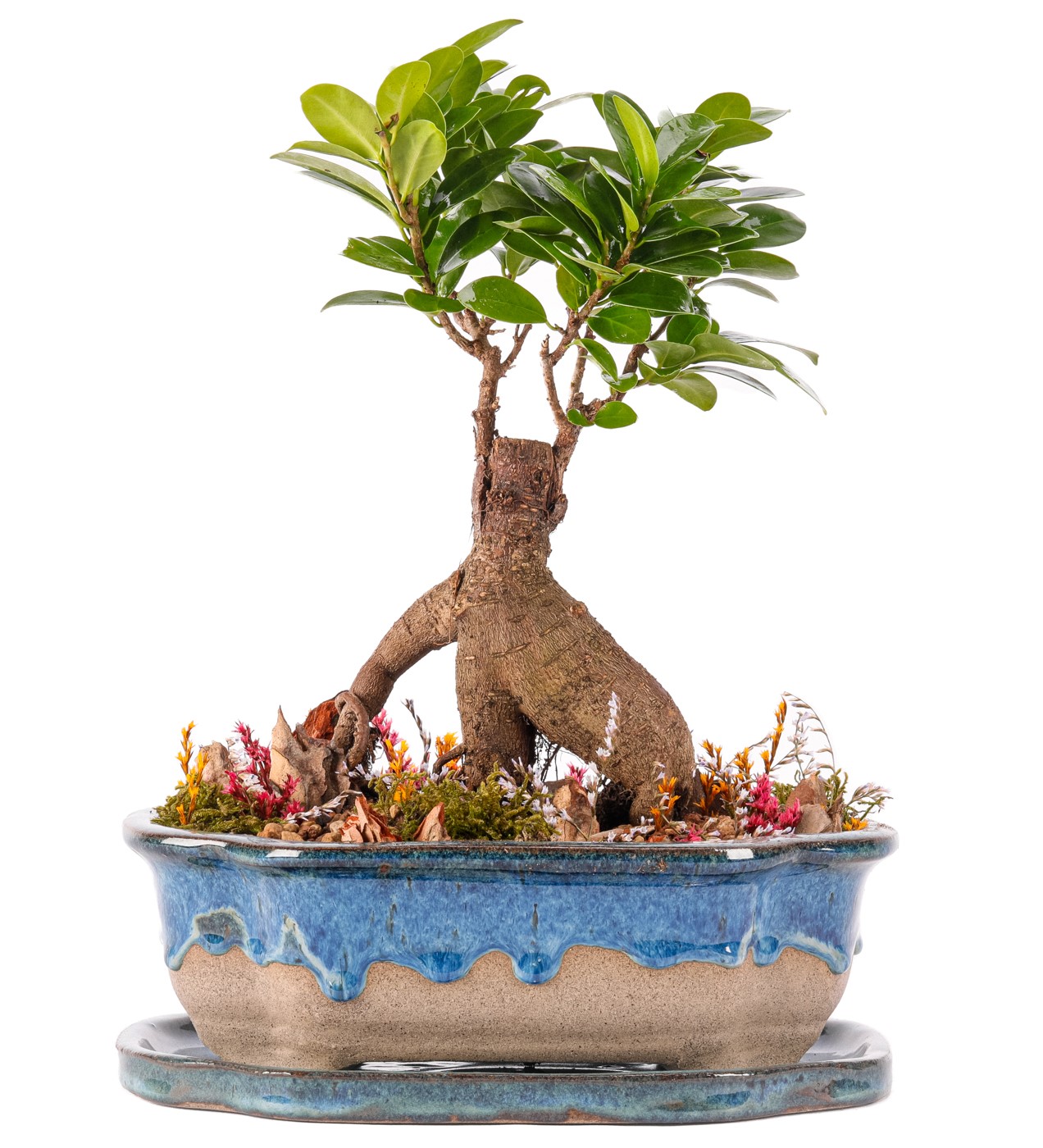 Art of Ceramic Series - Ficus Ginseng Bonsai Tasarım - 1