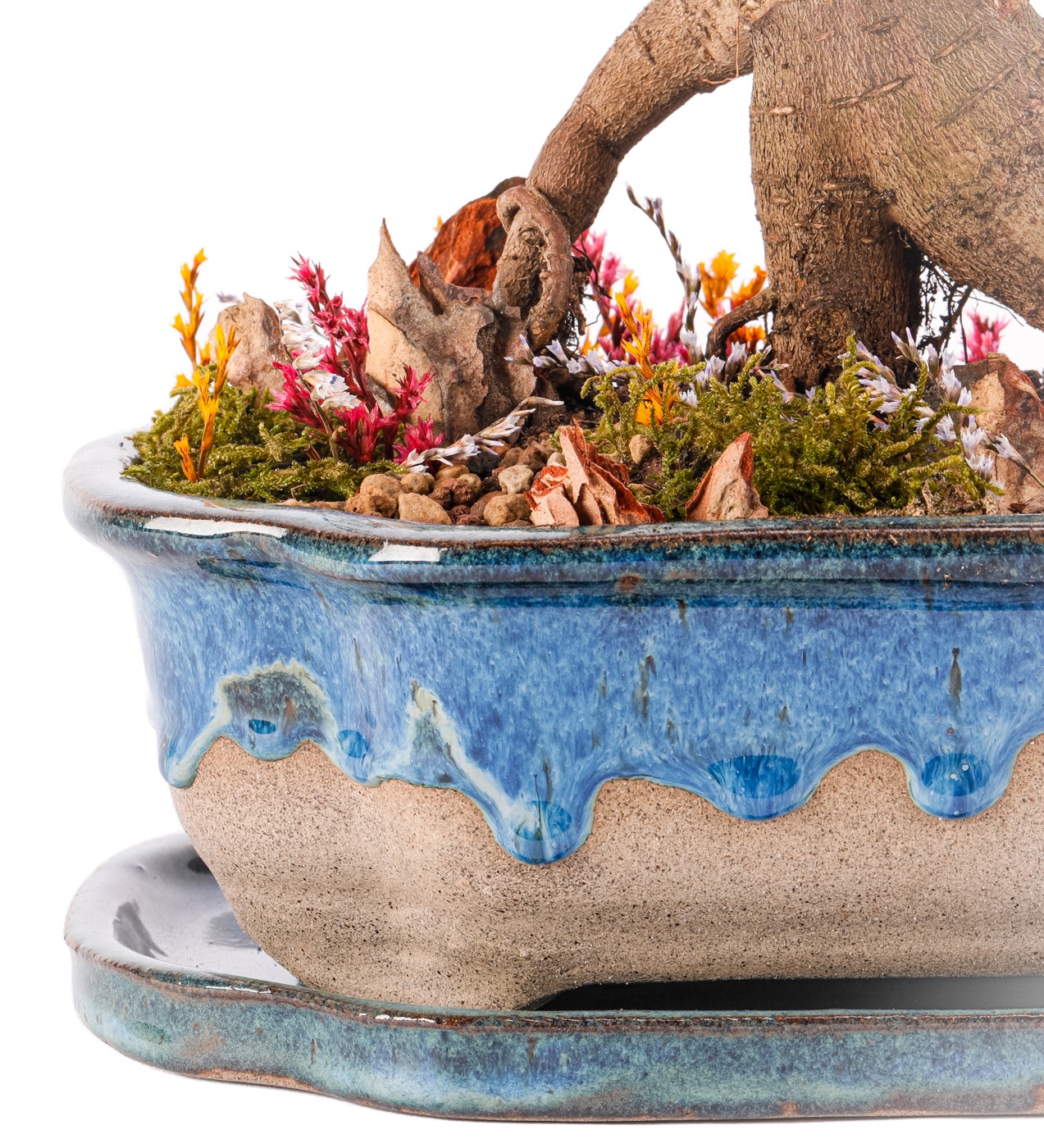 Art of Ceramic Series - Ficus Ginseng Bonsai Tasarım - 4