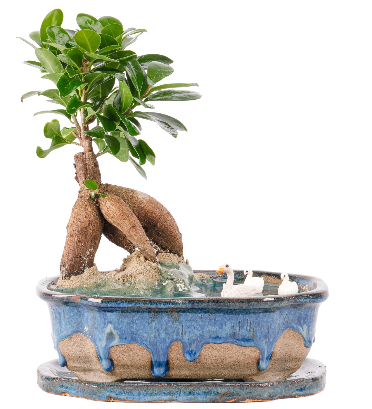 Art of Ceramic Series - Ficus Ginseng Bonsai Teraryum - 1