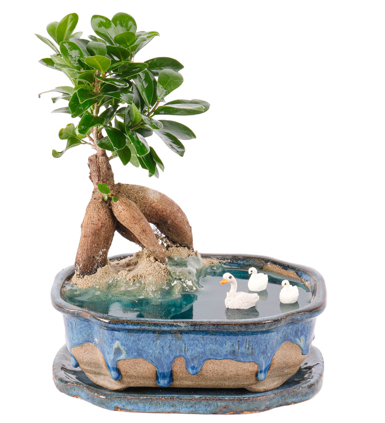 Art of Ceramic Series - Ficus Ginseng Bonsai Teraryum - 2