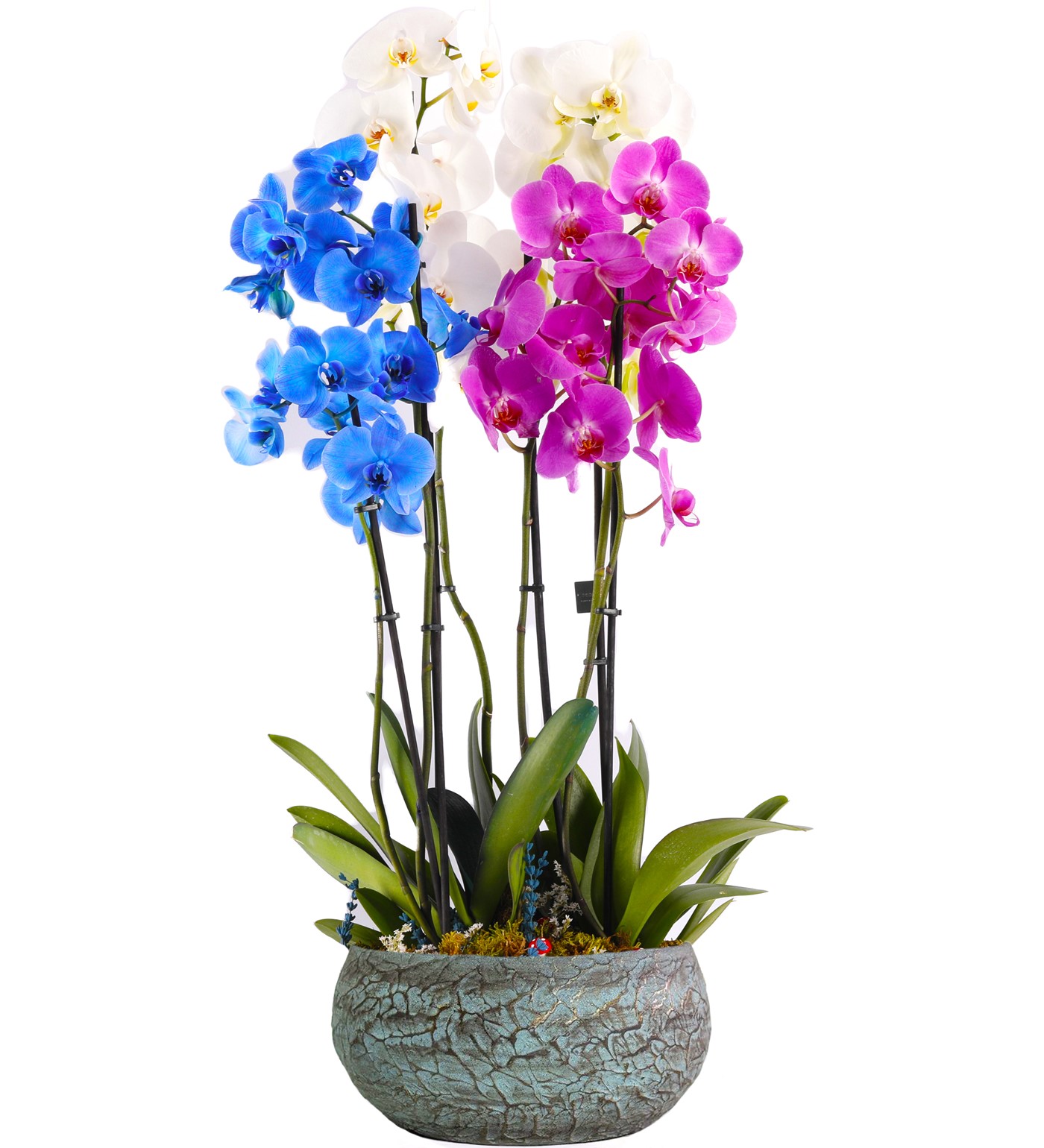 Magnificent Serisi Mavi-Pembe-Beyaz Orkide Tasarım - 1