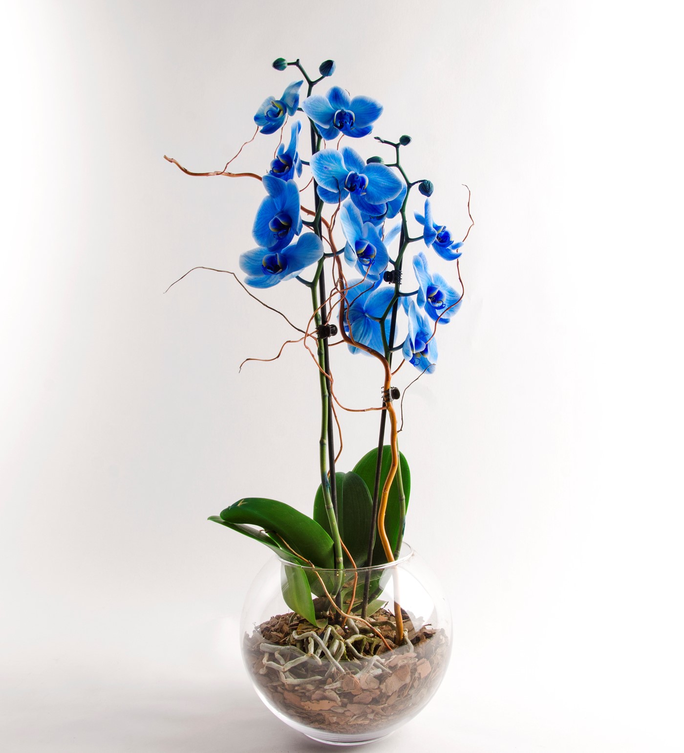 Cam Saksısında Mavi Orkide - 1