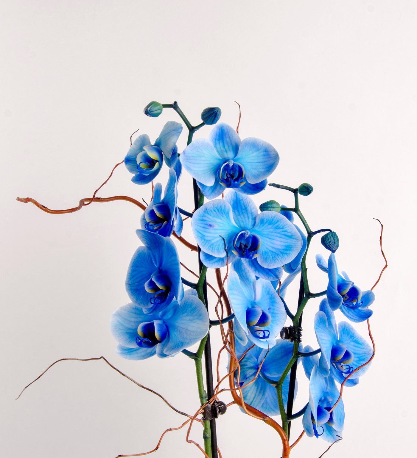 Cam Saksısında Mavi Orkide - 3