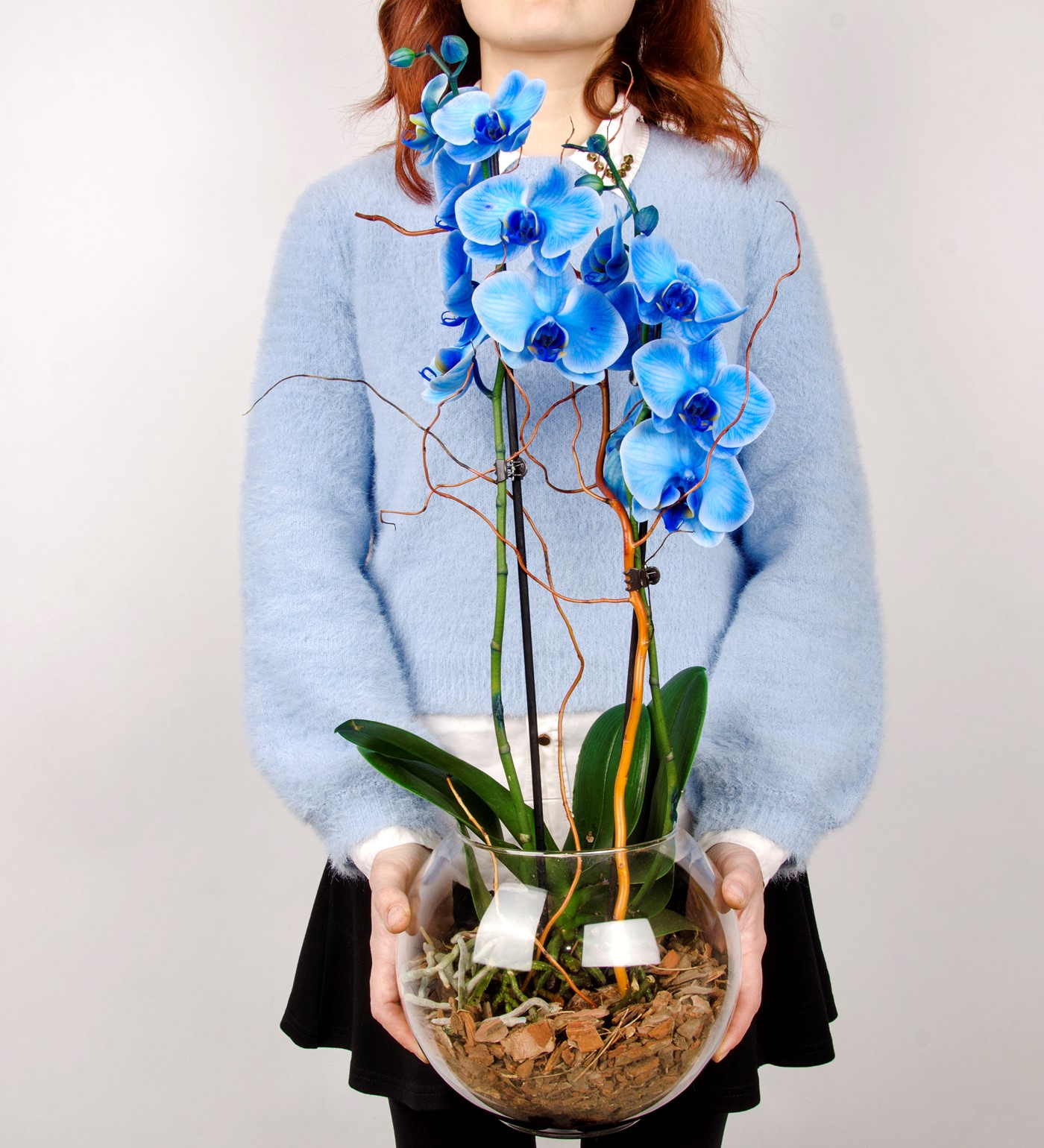 Cam Saksısında Mavi Orkide - 2