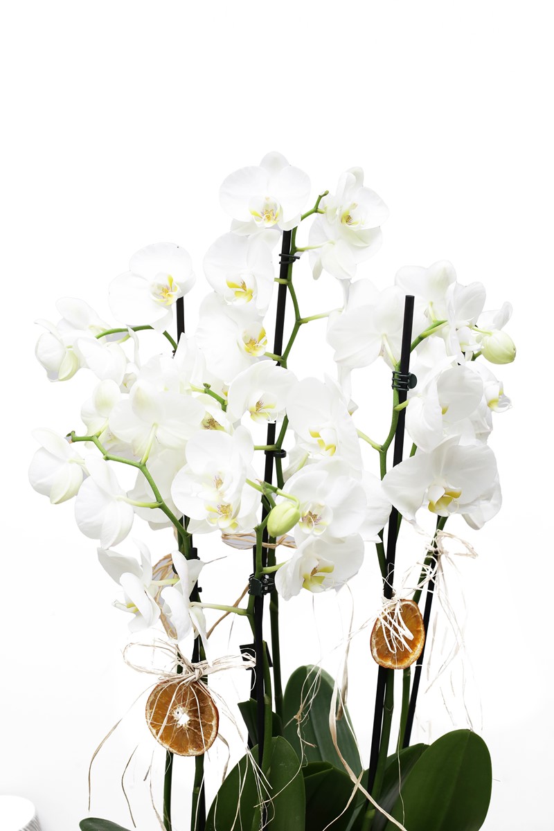 White Serial Premium Orkideler - 2