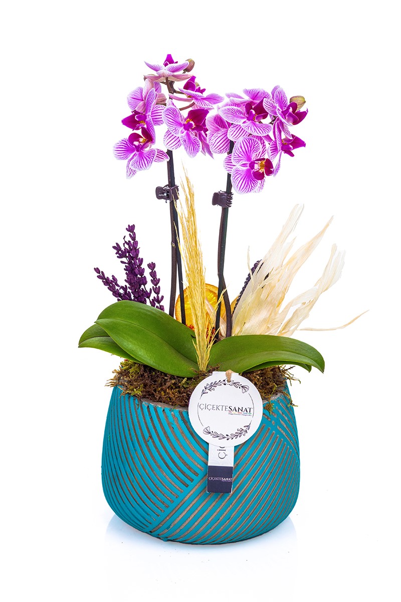 Delicate Mini Purple Orchid - 1