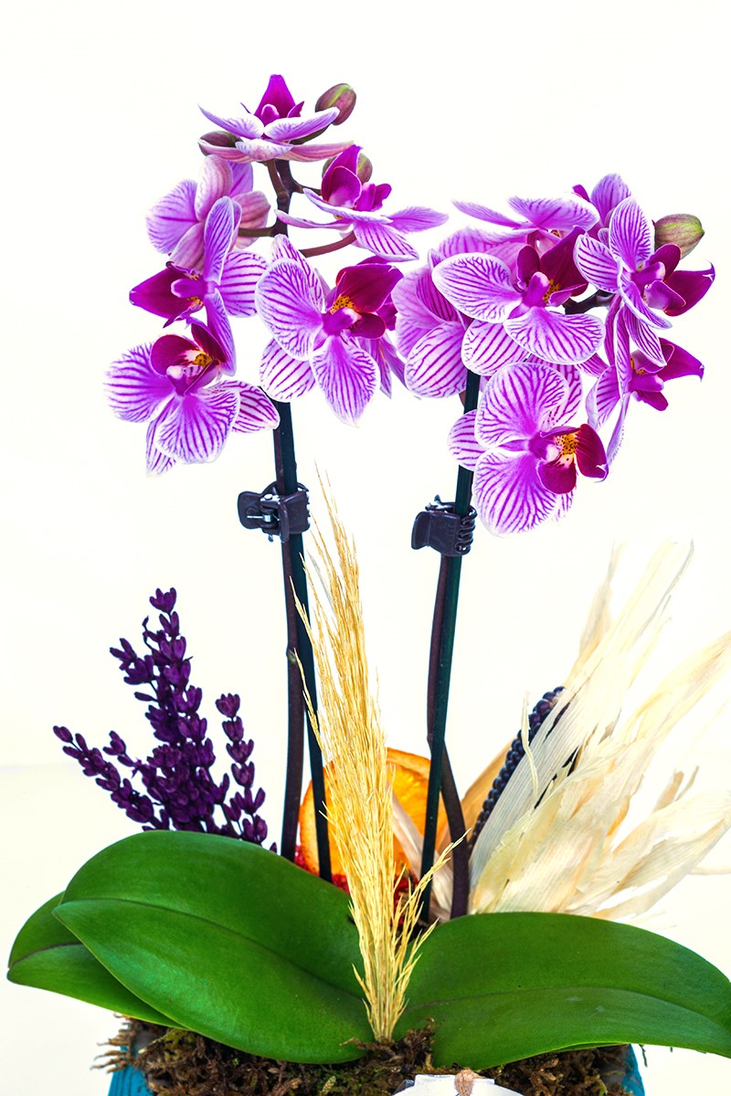 Delicate Mini Purple Orchid - 2