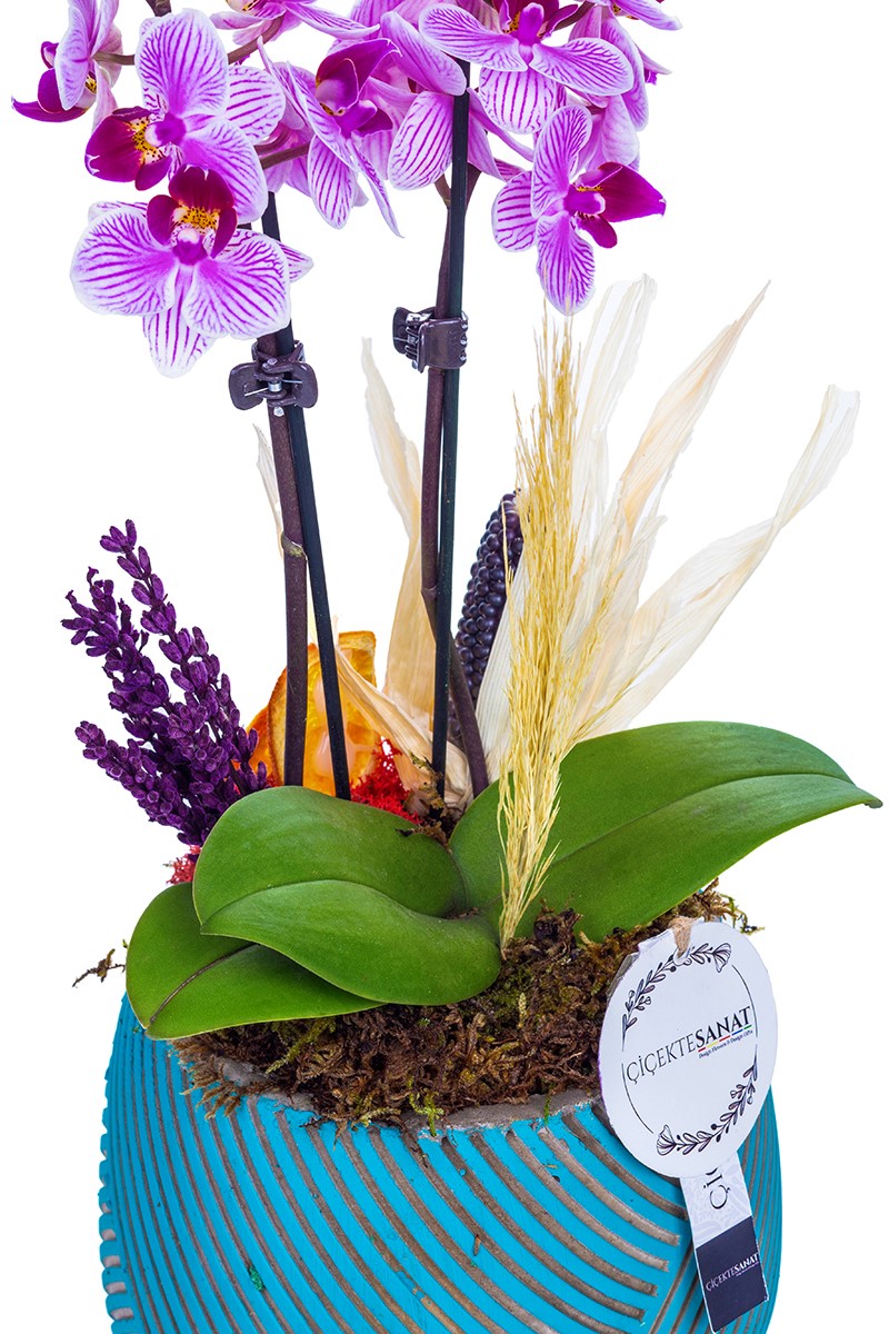 Delicate Mini Purple Orchid - 3