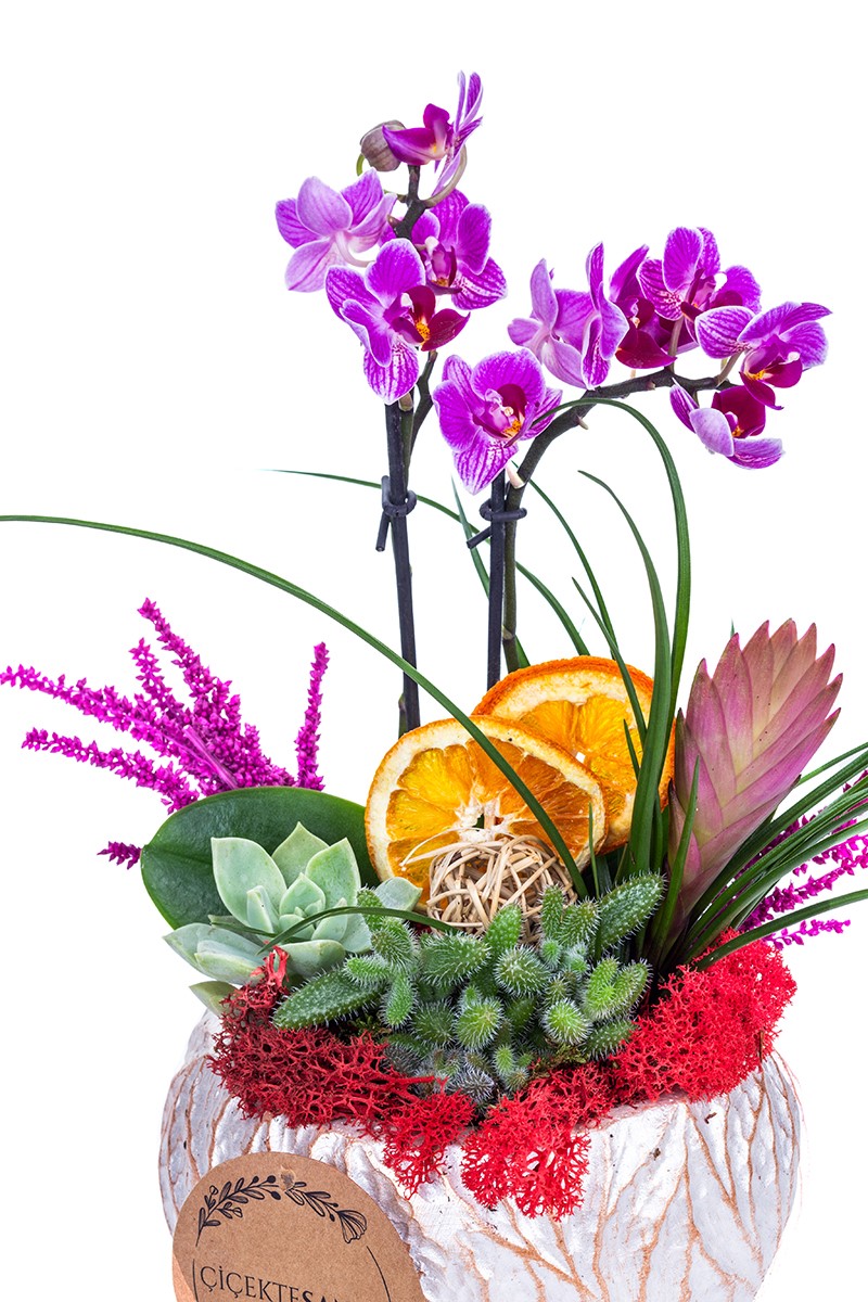 Purple Tiny Orchid Feast - 2