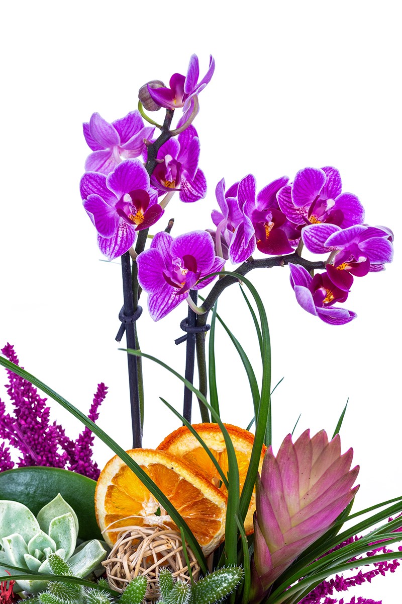 Purple Tiny Orchid Feast - 4