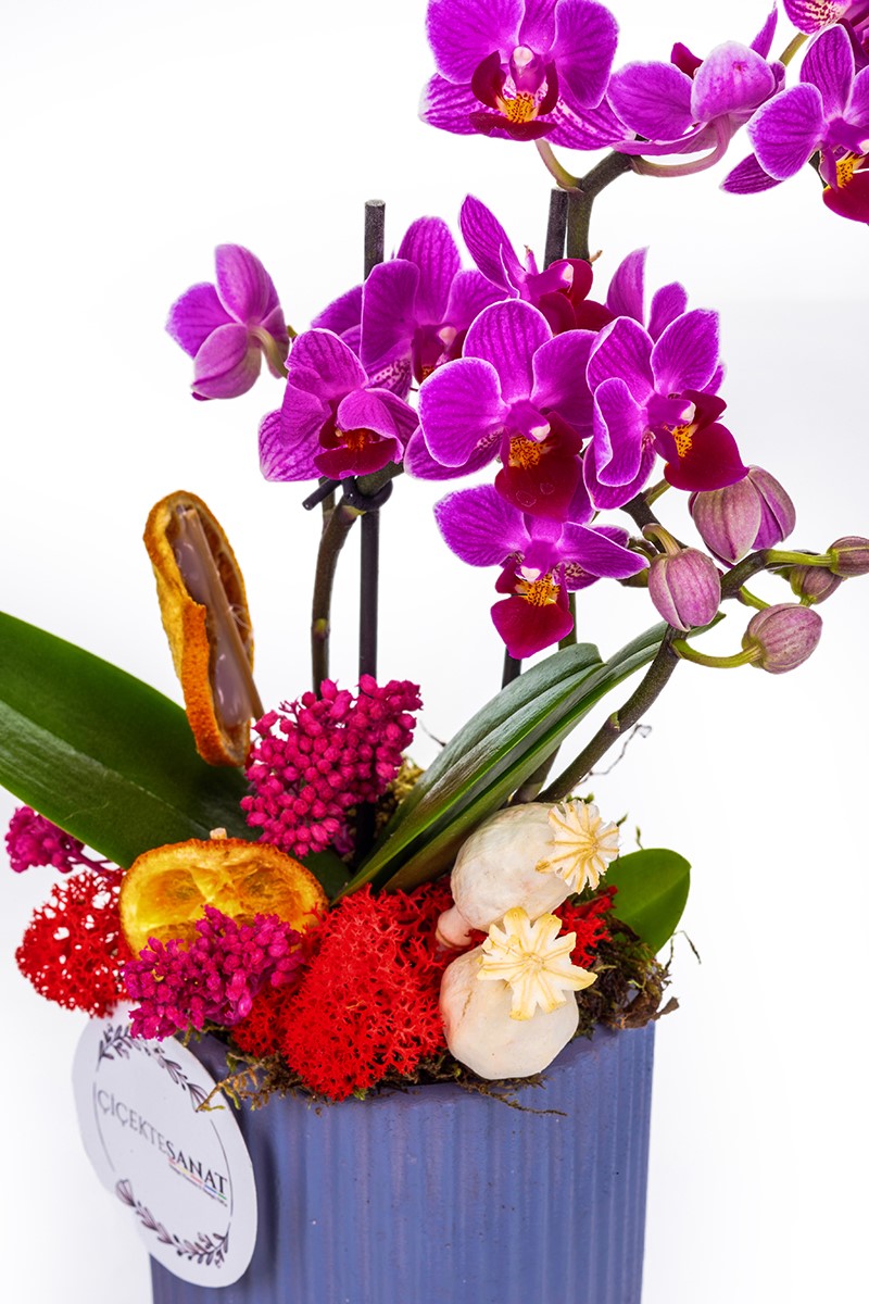 Tiny Orchid Garden - 2