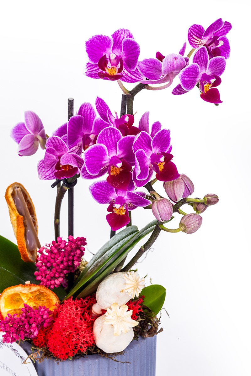 Tiny Orchid Garden - 3