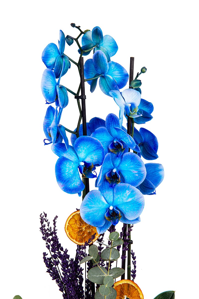 Blue Orchid Party - 2