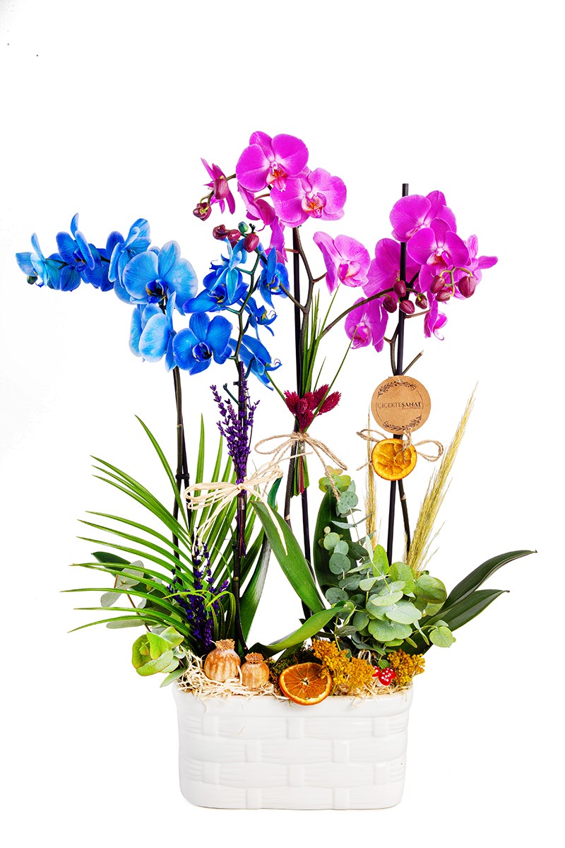 Blue Purple Orchid - 1