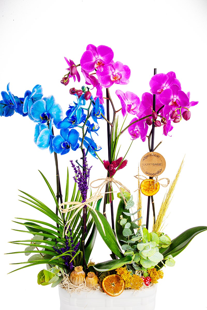 Blue Purple Orchid - 