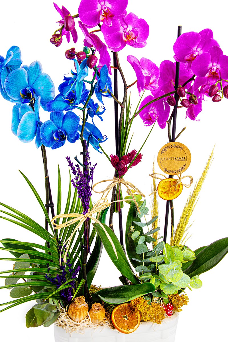Blue Purple Orchid - 3