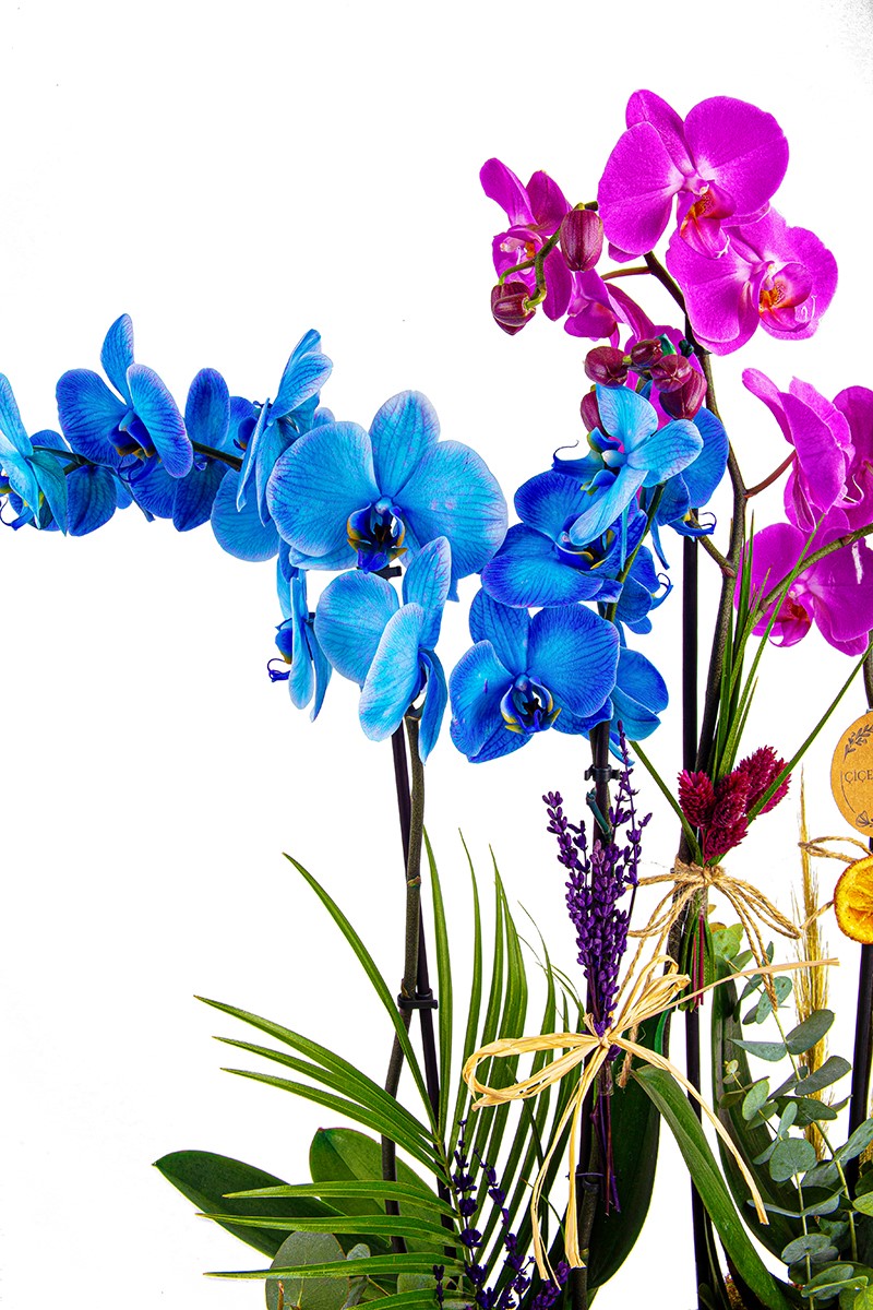 Blue Purple Orchid - 4