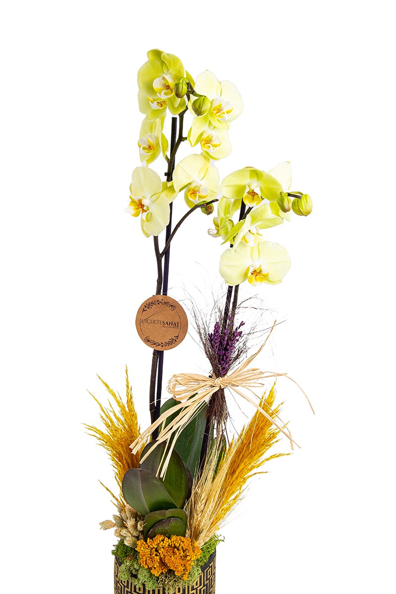 Black Magic Sarı Jumbo Boy 2 Dallı Orkide