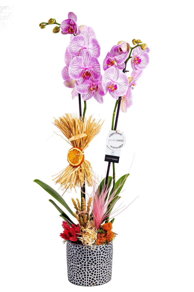 Forest Purple Premium Orkide - 1