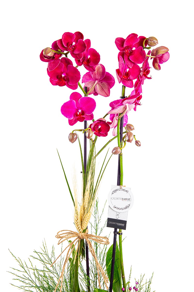 Best Purple Orchid - 2