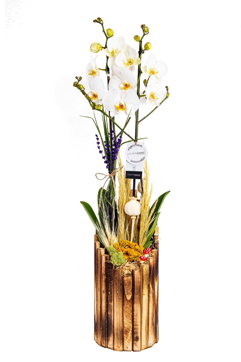 Tropical Premium Orkide Design - 1