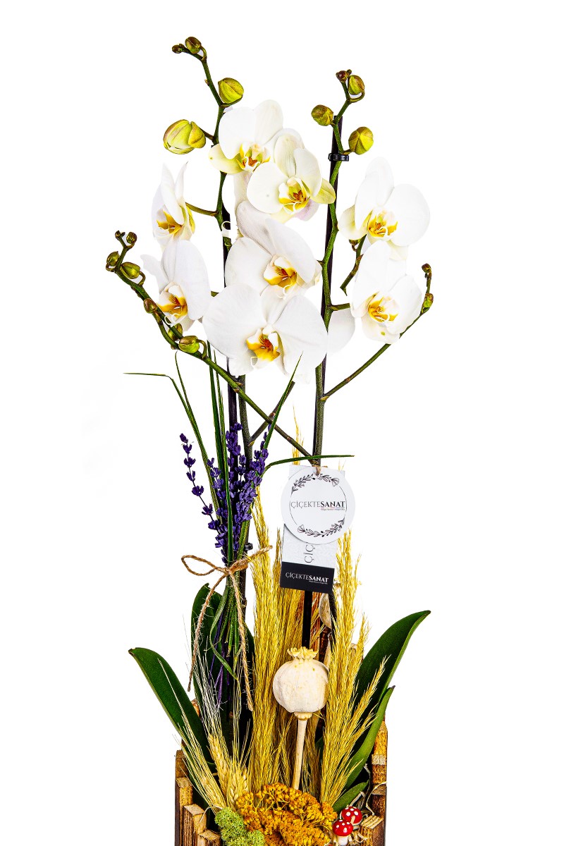Tropical Premium Orkide Design - 2