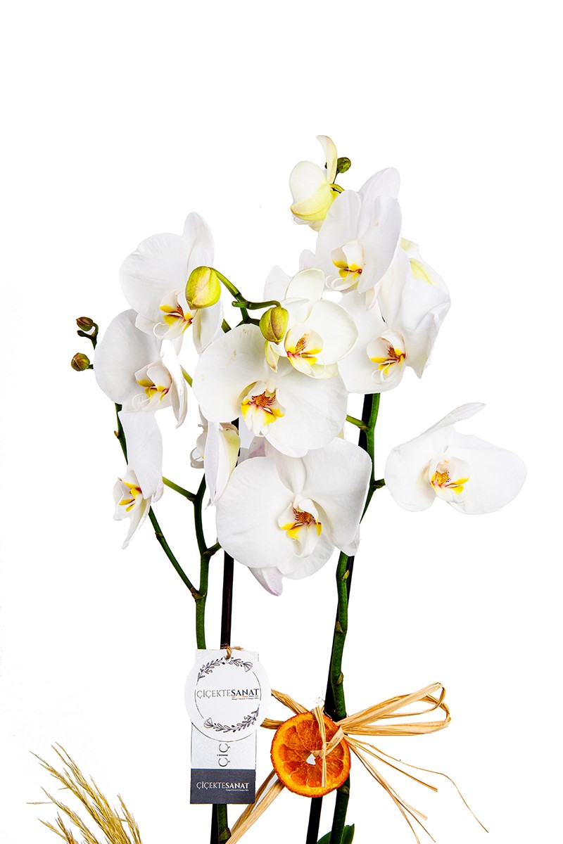 Blessing Orchid Arrangement - 2