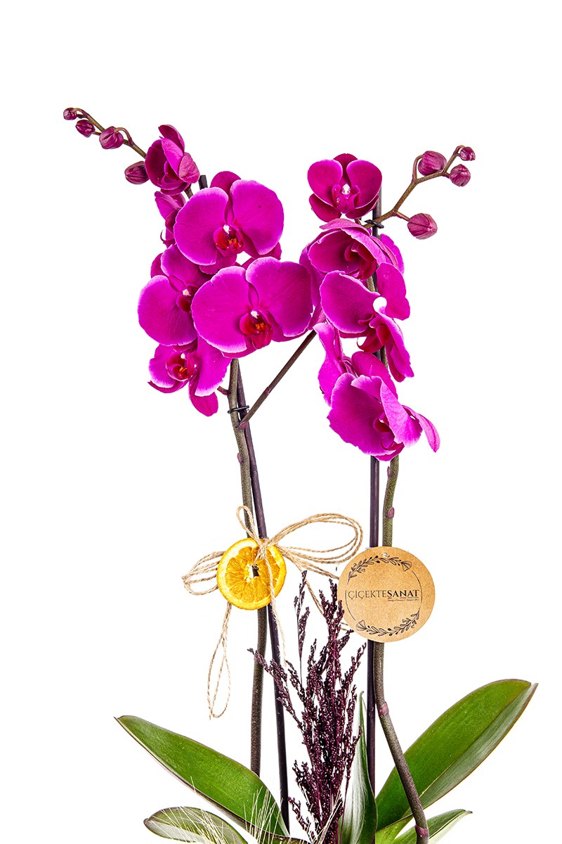 Purple Orchid in Copper - 2