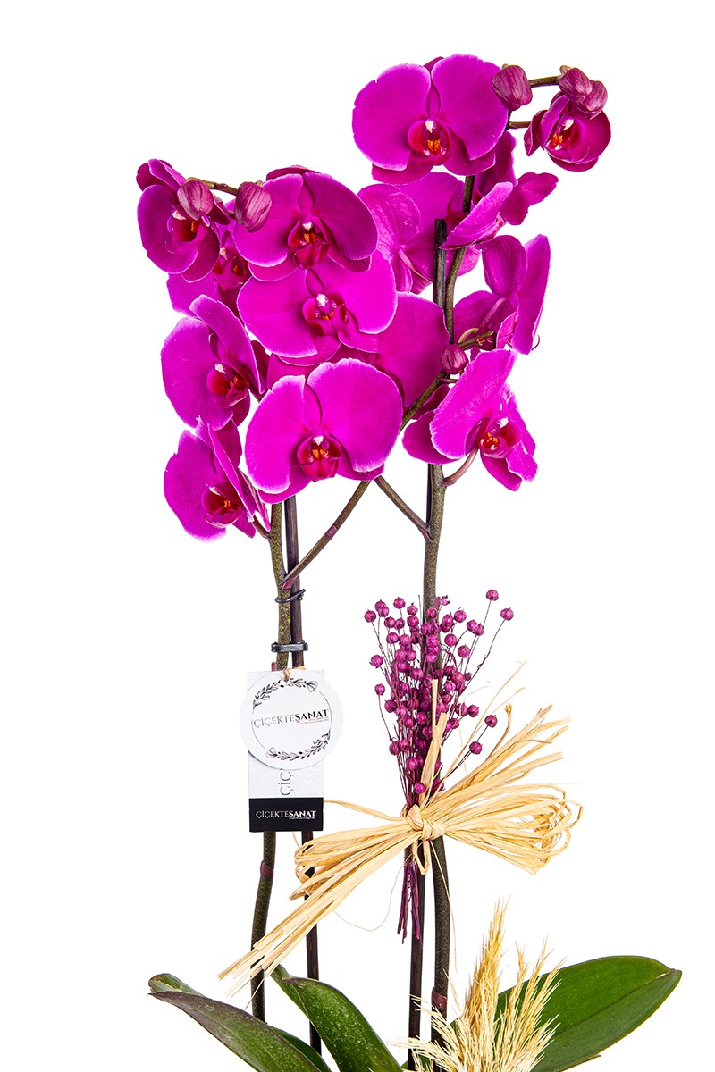Decorative Purple Orchid - 2