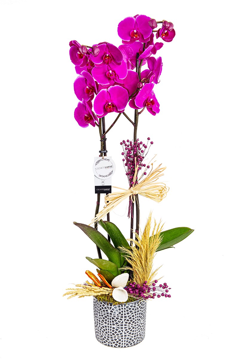 Decorative Purple Orchid - 1