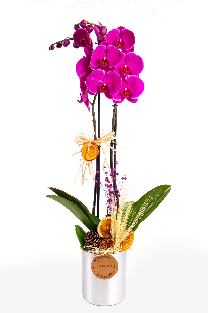 Sweet Purple Double Orkide - 1