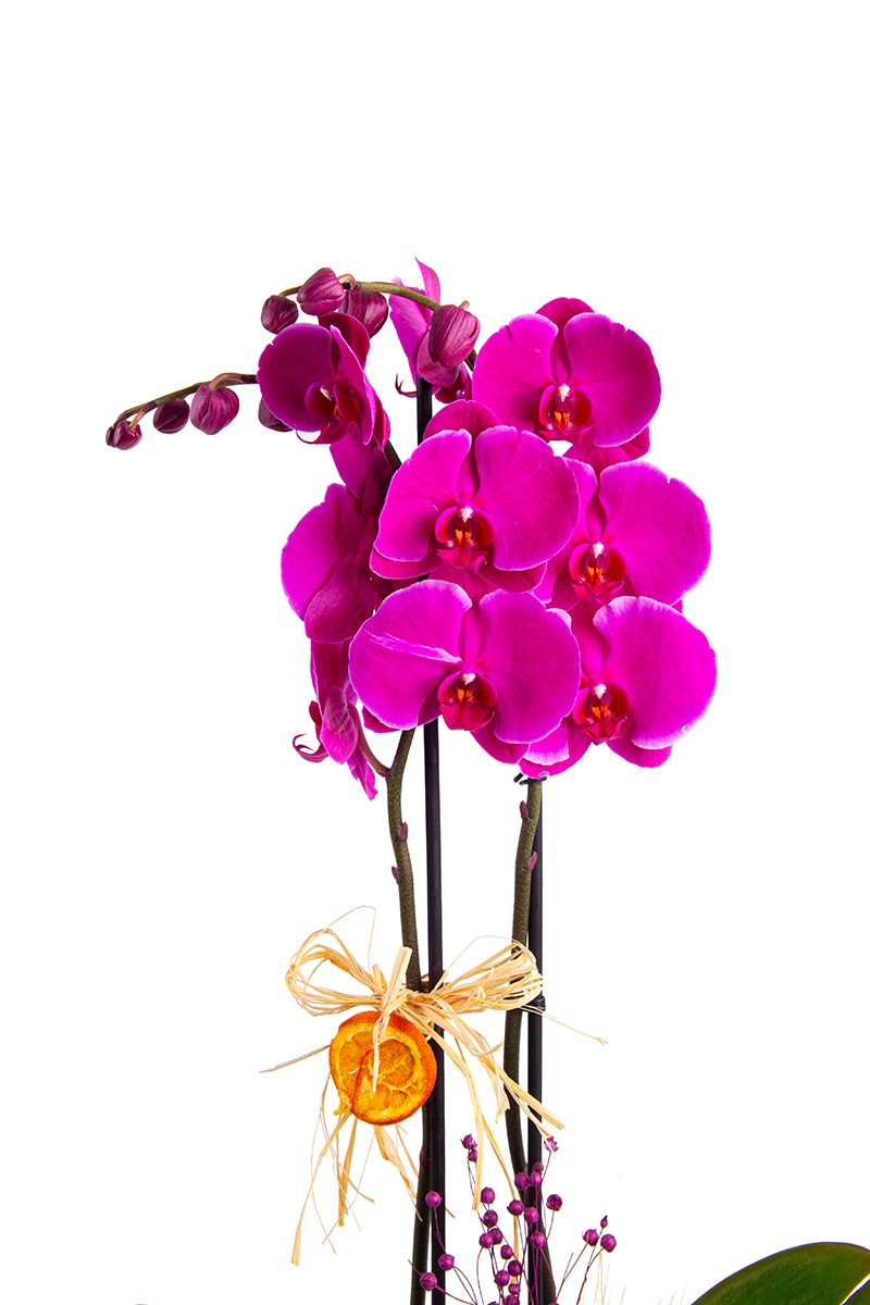 Sweet Purple Double Orkide - 2