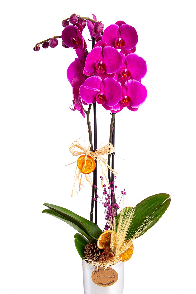 Sweet Purple Double Orkide - 4