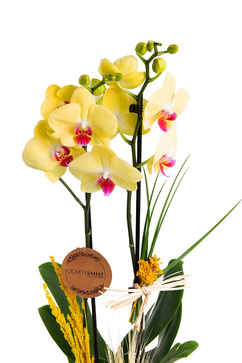 Steel Design Yellow Orchid