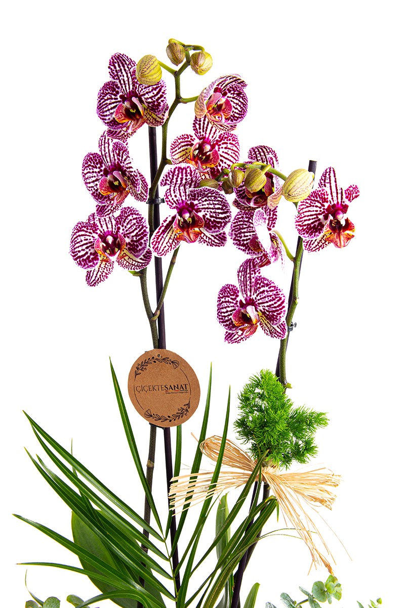 Copper Design Orchid