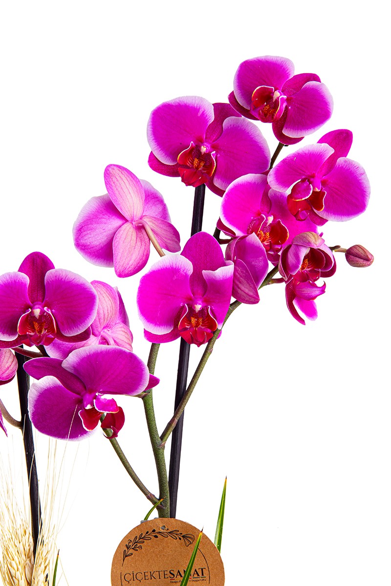  Arrangement Orchid