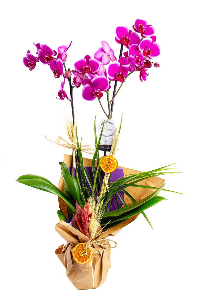 Purple Orchid - 1