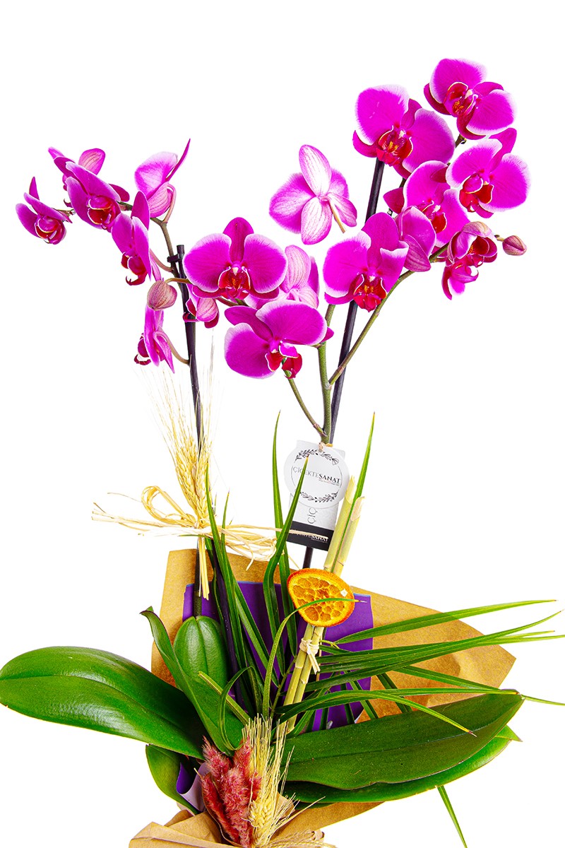 Purple Orchid - 2