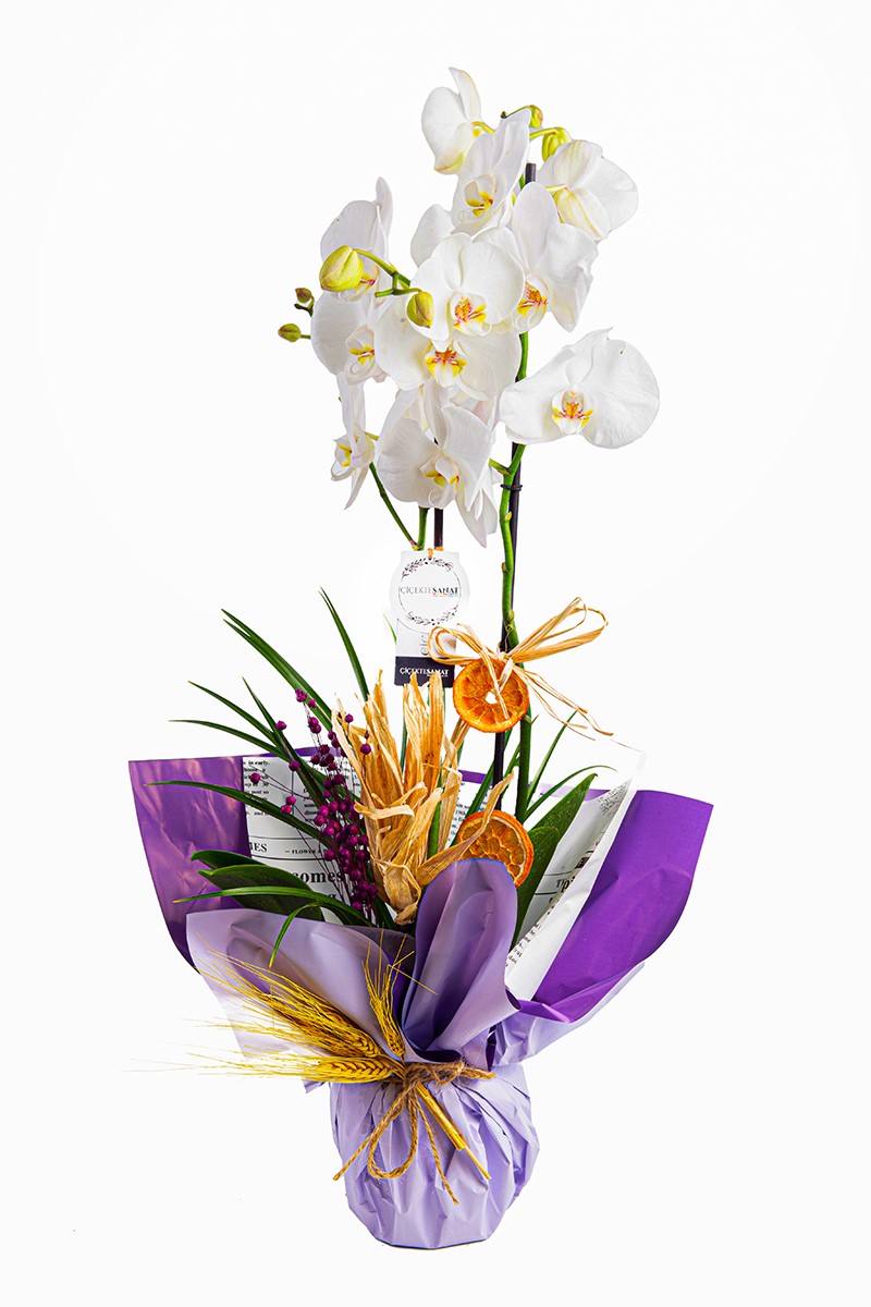 Premium 2 Dal White Orkide - 1