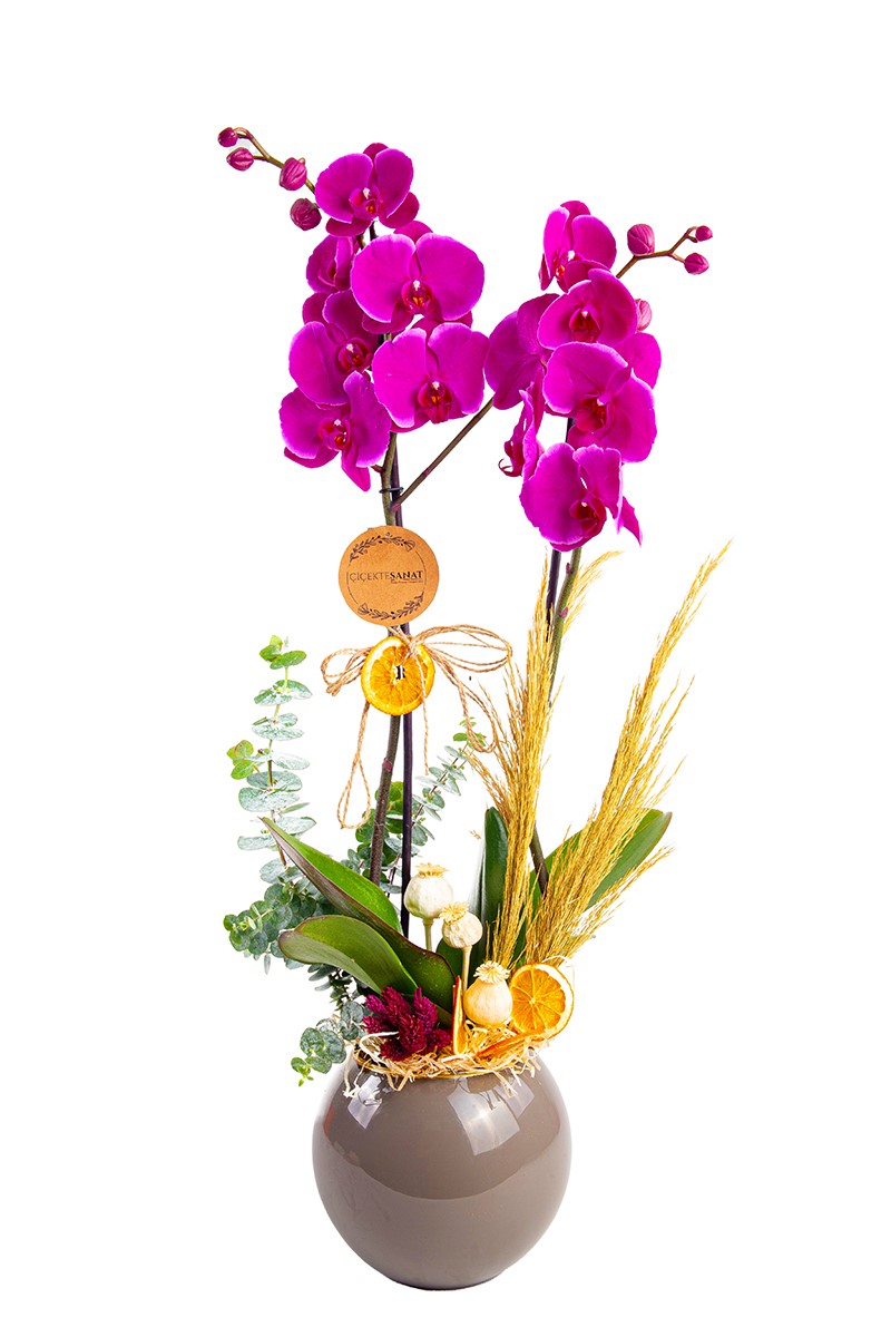 Luxury Purple Orkide - 1