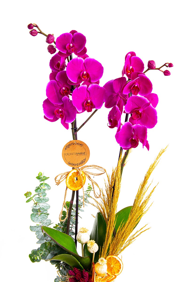 Luxury Purple Orkide - 2