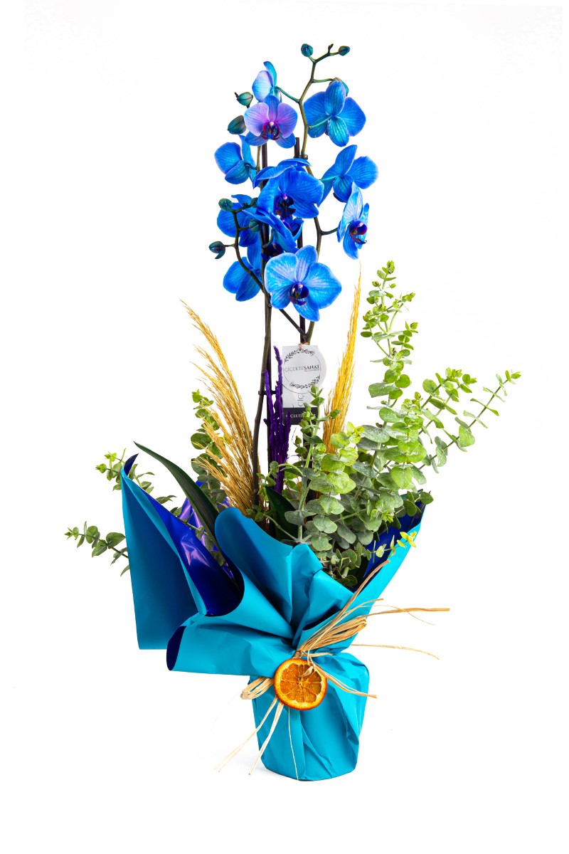 Blue 2 Dal Orkide - 1