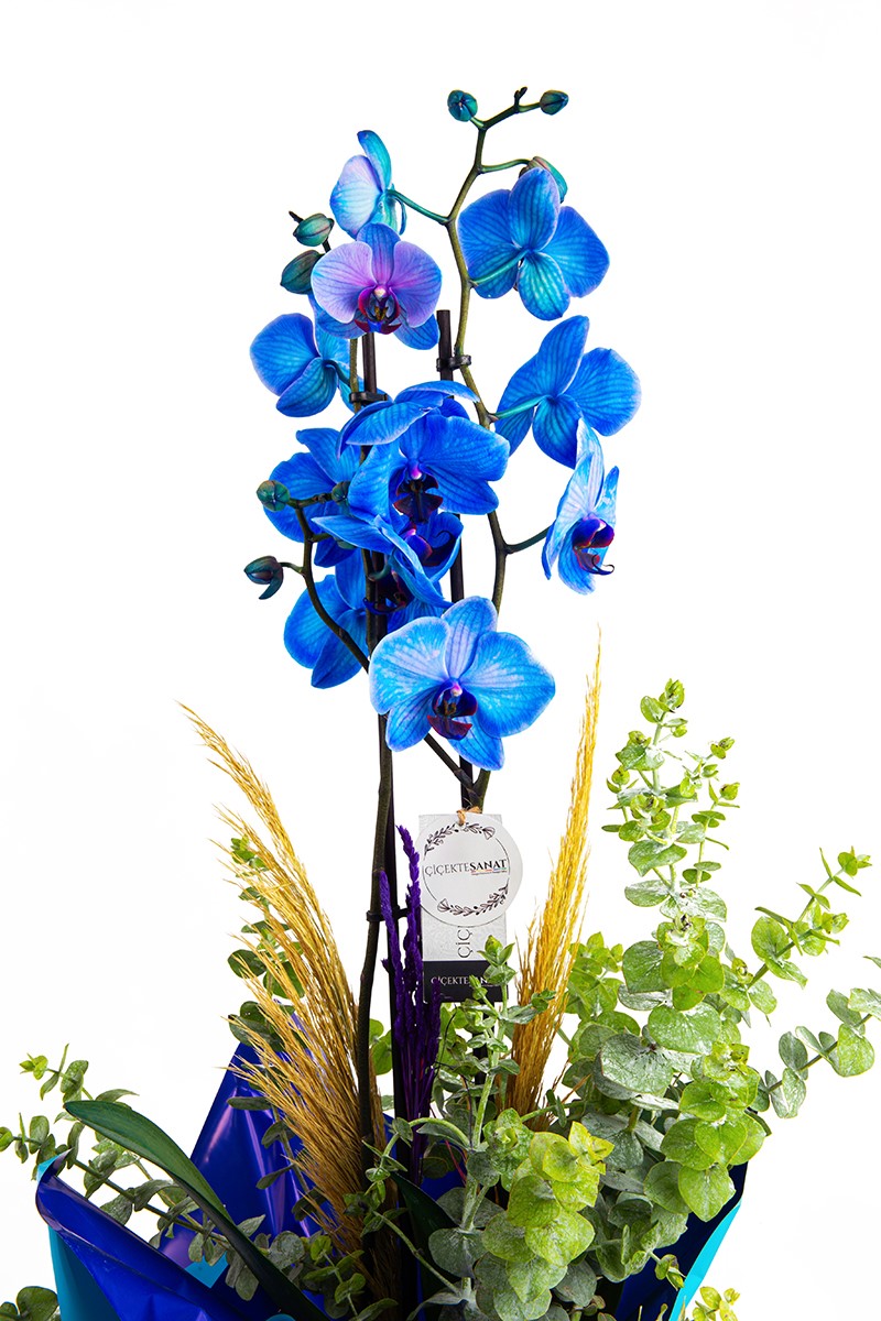 Blue 2 Dal Orkide - 2