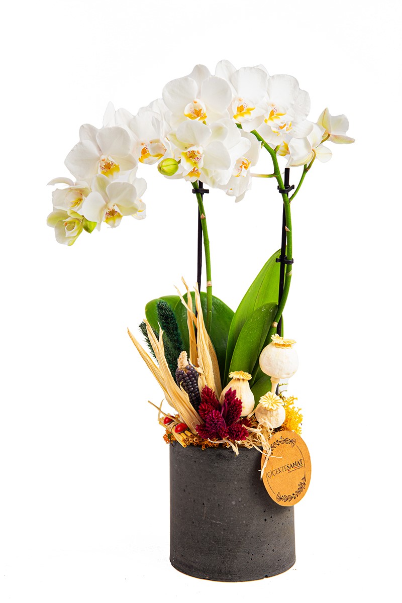 Midi Whıte Orkide