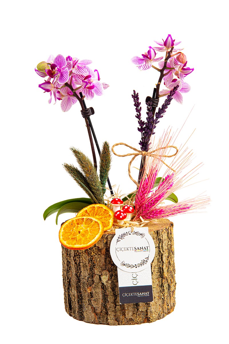 Mini Orchid On A Log - 1