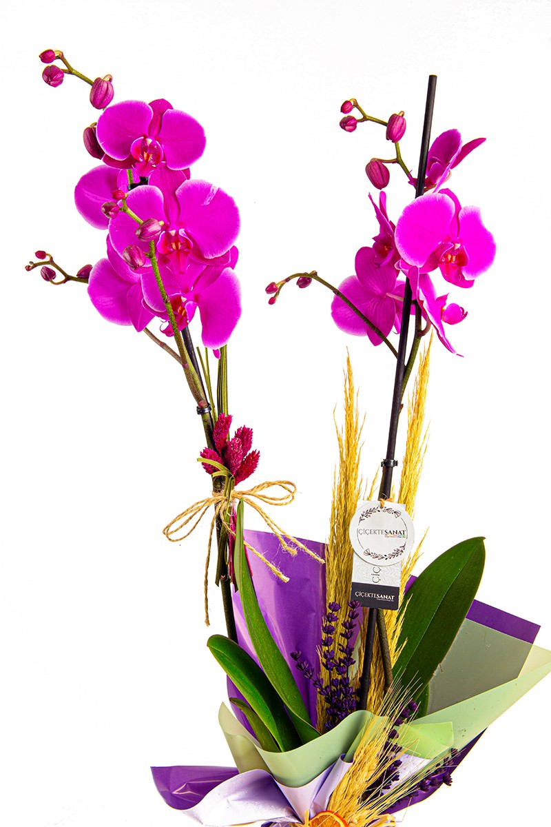 Pink Orchid - 2